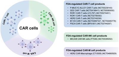 Revolutionizing cancer immunotherapy in solid tumor: CAR engineering and single-cell sequencing insights